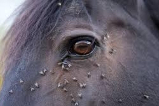 Horse's eye area surrounded by biting flies