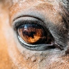 Focus on large colorful equine eye.