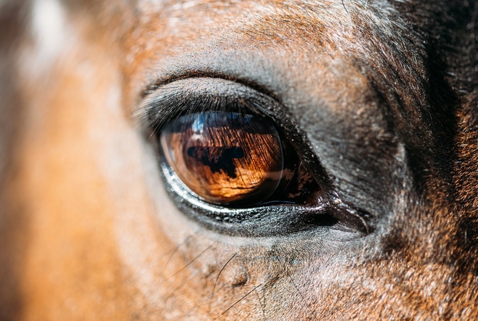 Focus on large colorful equine eye.