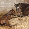 Mare and newly born foal on a bed of straw