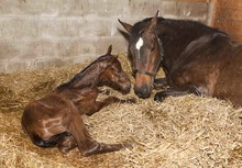 Mare with new newly-born foal.