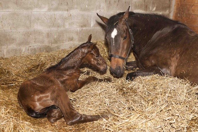 Mare and newly born foal lying on straw bedding in stall.