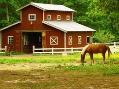 Note scattered piles of hay that allow the horse to forage in a natural way.