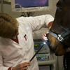 Veterinarian using an endoscope to examine a horse's nostrils.