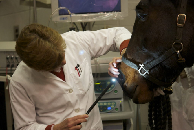 Dr. Bienzle using nasal endoscope to diagnose asthma in horse.