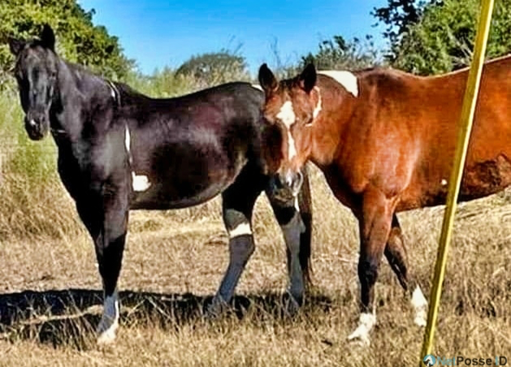 Two Horses Stolen From Floresville TX Owner Needs Help of Public