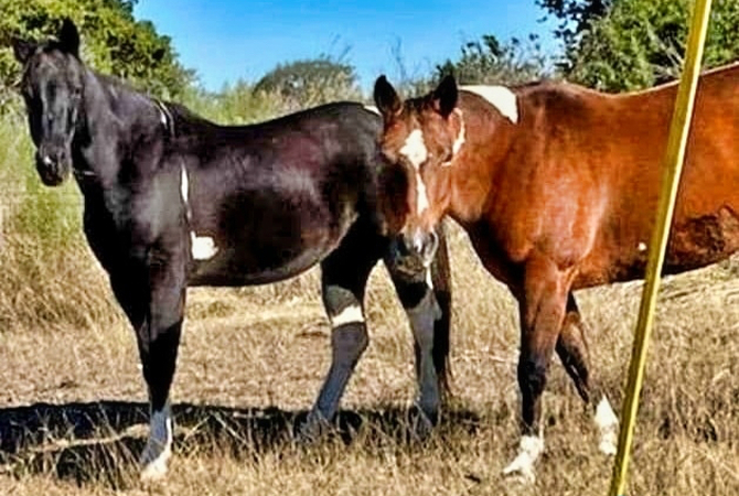 Donk and Cruz - Texas Stolen Horses