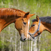 Two horses being friendly and going nose-to-nose.