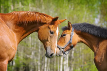 Two horses getting to know each other nose to nose.
