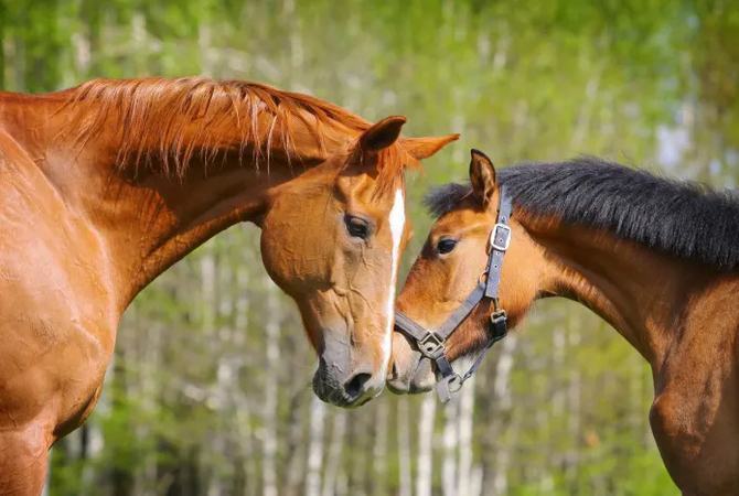 Two horses affectionately going nose to nose.