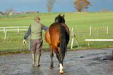 Trainer leading horse over wet terrainTrainer leading horse over wet terrain.