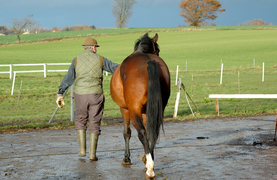 Watching a horse walk away as a help in analyzing conformation