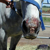 Blistering on horse's muzzle after contact with toxic plant, Alsike clover.