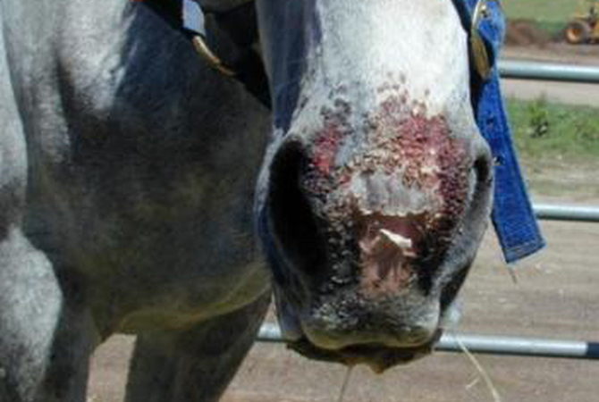 Horse's muzzle and nose showing sores resulting from photosensitivity to toxic  plant Alsike clover.