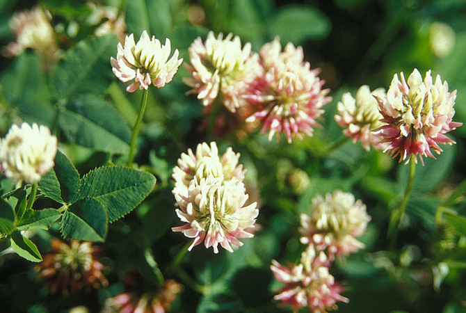Alsike clover - A plant that's toxic to horses.