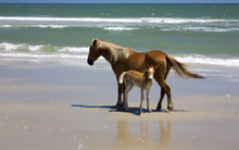 A mare and her foal on the beach of the Outer Bsnks.