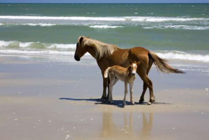 Feral foal and mare on the outerbanks.