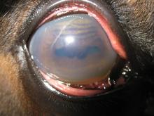 Horse's eye with chronic signs of uveitis possibly caused by leptospires.