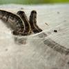 Eastern tent caterpillars emerging from their egg mass on a tree.