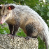 An opossum - Host of parasitic protozoa that causes EPM in equines