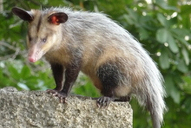 An oppossum standing on a wall above a farm yard.