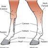 Illustration of the anatomy of horse's legs.