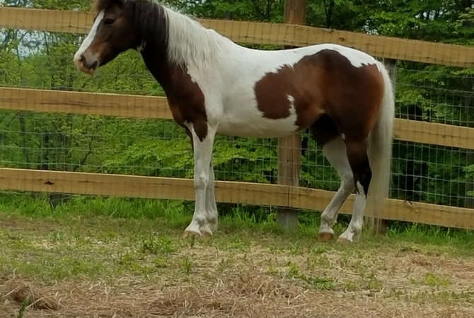 Pippa the pony.