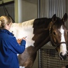 Veterinarian vaccinating a horse with help of an intern.