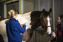 Veterinarian vaccinating a horse with help of intern.