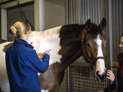 Veterinarian giving horse an injection aided by an intern.