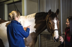 Veterinarian giving horse an injection aided by an intern.