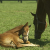 Healthy foal lying near grazing mare in pasture.