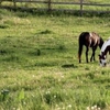 Horses grazing in a large green pasture.