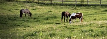 Horses grazing on forage in a green pasture.