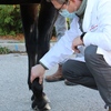 Veterinarian examining a horse's leg after treatment with stem cells.