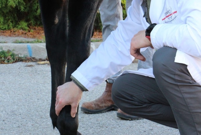 Veterinarian examining a horse's leg after treatment with stem cells.