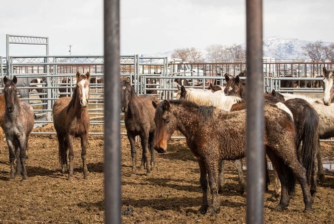 Photo showing conditions in BLM wild horse holding pen in Cañon City Colorado.
