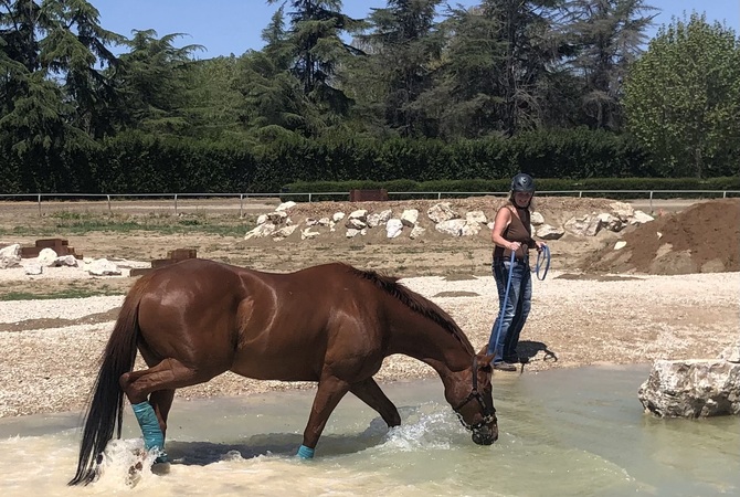 Horse learning about water feature on playground for horses.