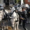 Old Guard infantrymen readying horses for a days work at Arlington National Cemetery