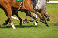 Photo of Throughbred horses' legwork during a race.