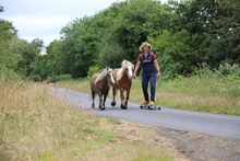 Miniature horses wearing Cavallo hoof boots lead by skateboarding owner