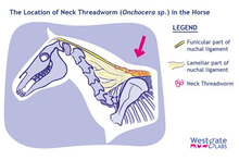 Poster showing how threadworms - Onchocerca - attack horse's neck.