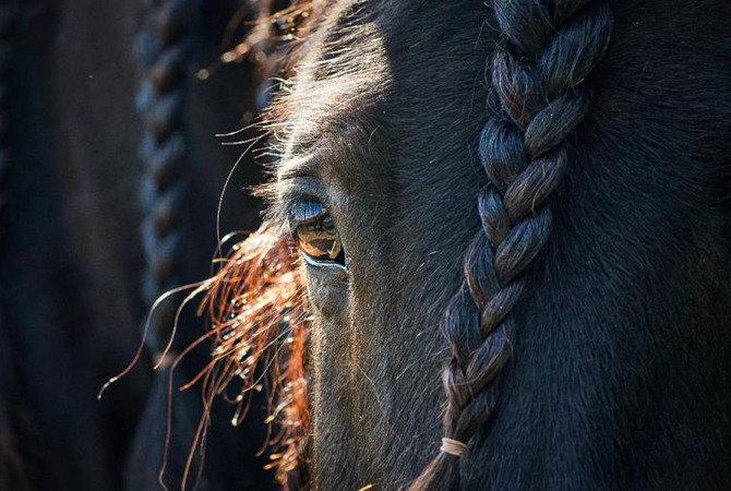 Artistic view of horse's face focusing on eye and braided mane.