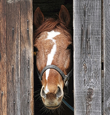 Horse waiting to be adopted peering out of break in stall wall.