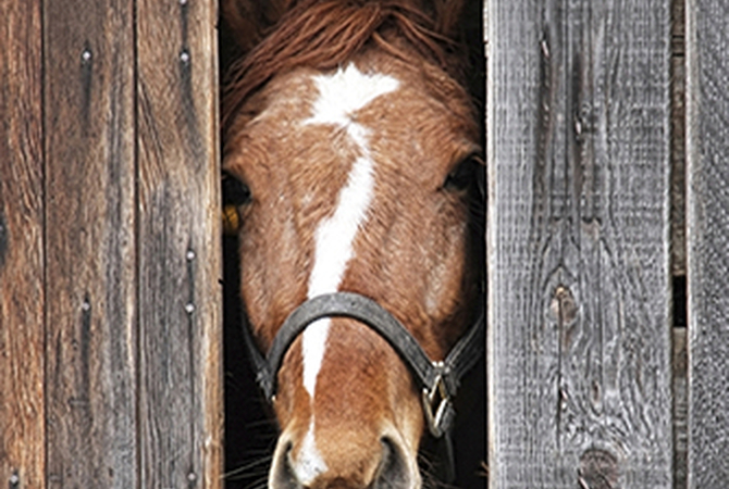 Horse ready for adoption peaking through opening in barn door.
