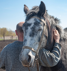 Closed eyes of gray horse reveal caring relationship between embracing man and horse.