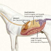 Horse anatomy showing where strongyles affect horse's system.