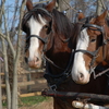 Clydesdale draft horses in harness pulling equipment.