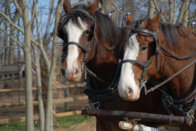 Clydesdale draft horses in harness pulling equipment.