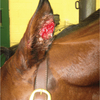 Cutaneous Leishmaniasis nodules/lesions in horse's ear.